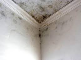 Why You Should Choose Our Mold Remediation Services in Kechi, KS